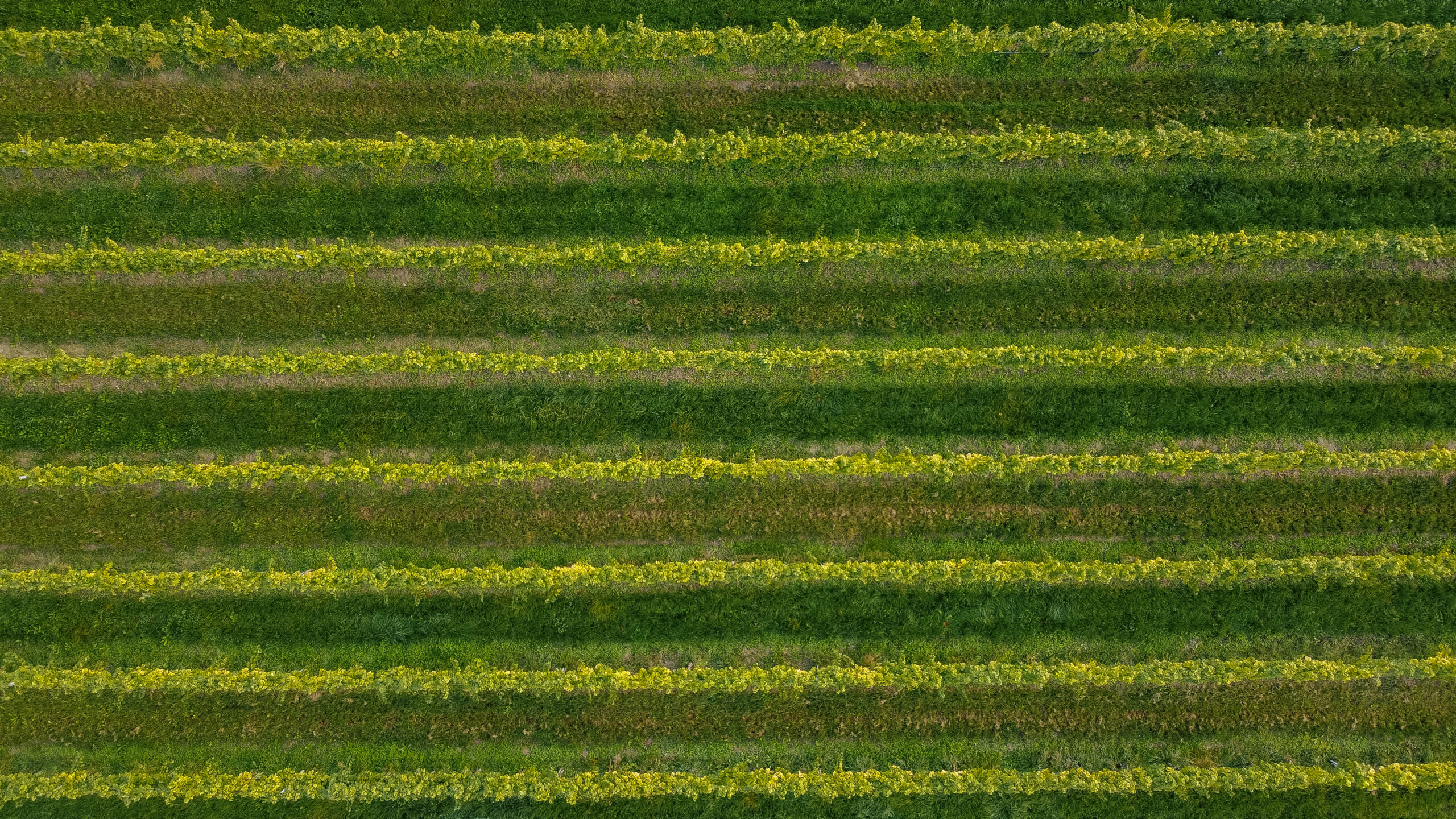 Landschaftsaufnahme von Weinreben