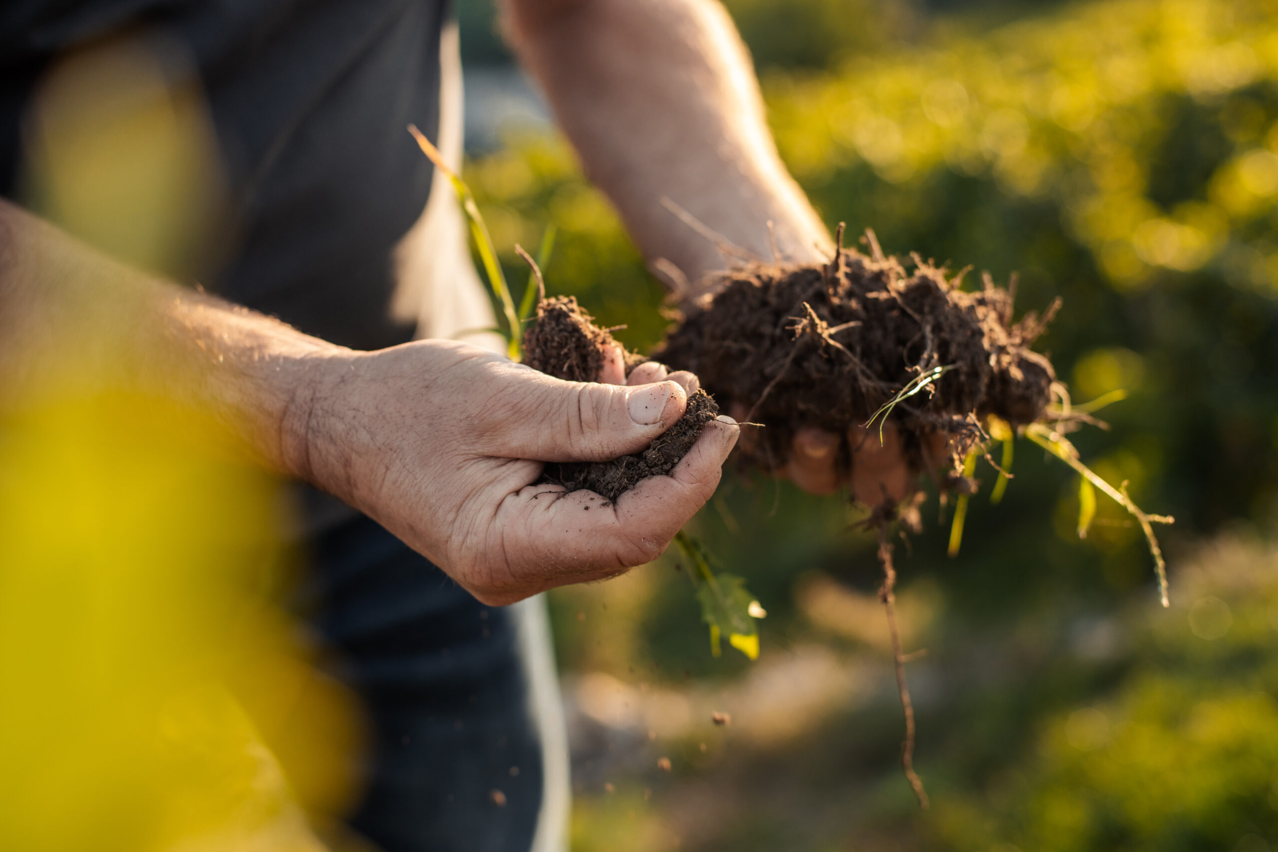 Foto von Händen mit Löss